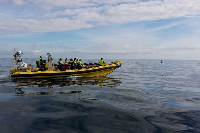 1-Hour Small Group Sightseeing Boat Tour in Vestmannaeyjar - A 1-hour Ribsafari for sea caves, puffins, and rock formations