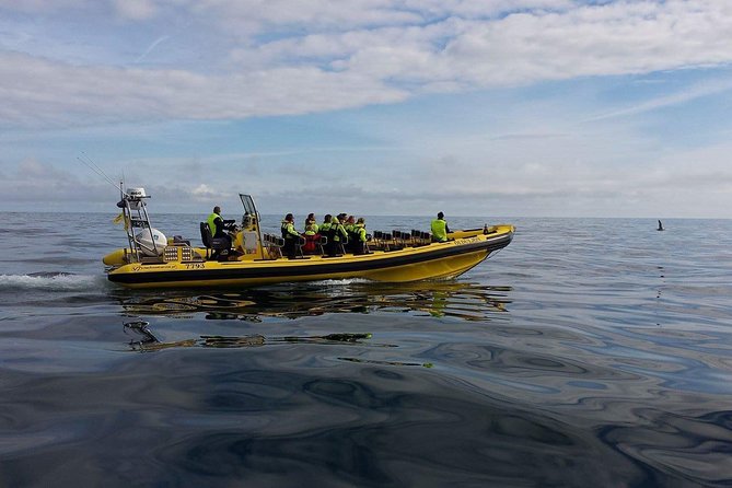 2 hour Round Trip in Vestmannaeyjar on a RIB Boat - Sea Caves and Elephant Rock: The Scenery Part You Can’t Replicate