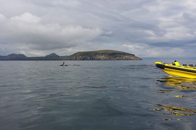 2 hour Round Trip in Vestmannaeyjar on a RIB Boat - Wildlife Viewing That Feels Like Real Nature Watching