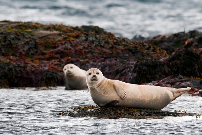 4, 5, 6 or 7-Day Small-Group Ring Road Tour from Reykjavik - Day 4: Akureyri fjord city, Hvitserkur photos, Kolugljúfur seasonal canyon, and a turf church