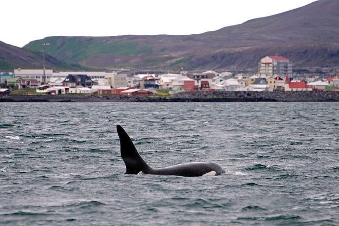 ATV & Whale Watching Full day adventure in Reykjavik - The old harbor lunch break and a smooth transition to the boat