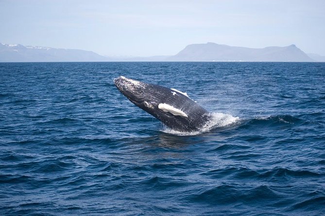 ATV & Whale Watching Full day adventure in Reykjavik - Price and value: does $299 make sense for what you get?