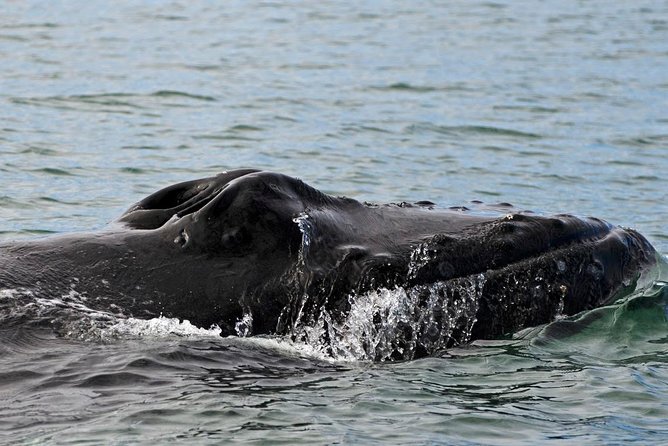 ATV & Whale Watching Full day adventure in Reykjavik - Who this tour is best for, and who should think twice