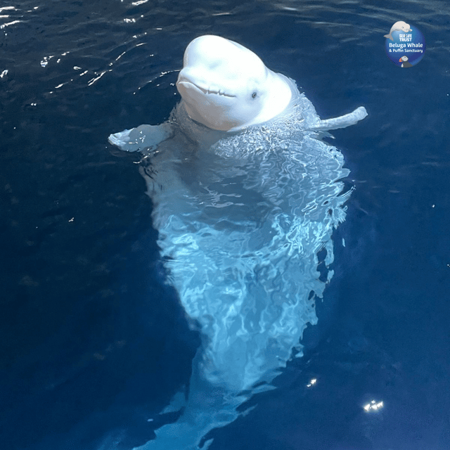 Beluga Whale Sanctuary - Admissions - Timing Tips, the 2 PM Guided Tour, and Ferry Logistics from Seljalandsfoss