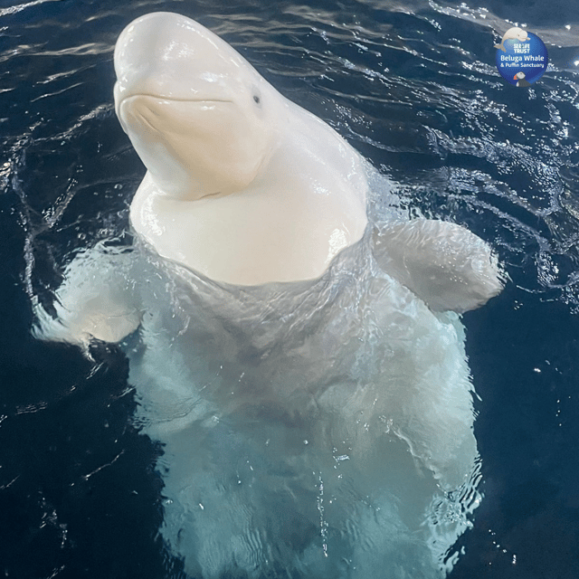 Beluga Whale Sanctuary - Admissions - Should You Book the Beluga Whale Sanctuary Admissions Ticket?