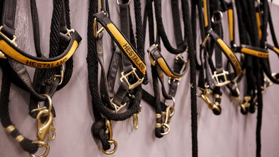 Borgarnes: Horseback Riding Tour with Prep Lesson - Meet your horse, brush up, and get ready to ride