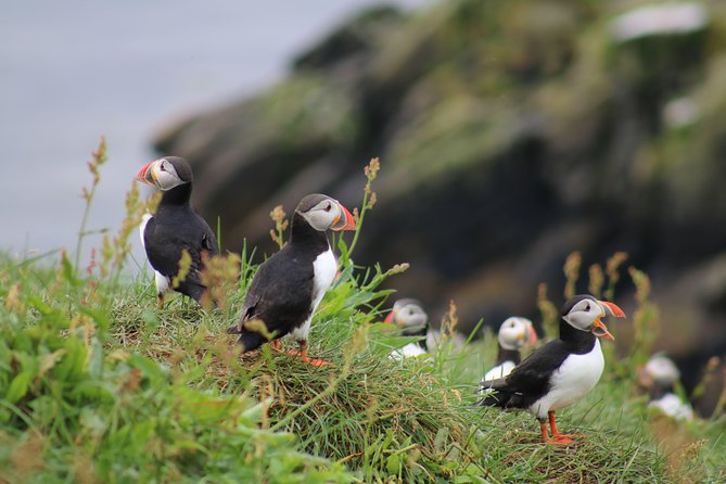 Classic Puffin Watching Cruise from Downtown Reykjavík - Key highlights to know before you go