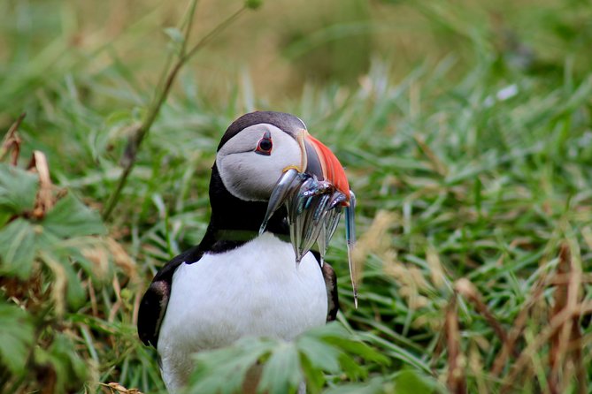 Classic Puffin Watching Cruise from Downtown Reykjavík - Puffins by the city, with a real nature reserve limit