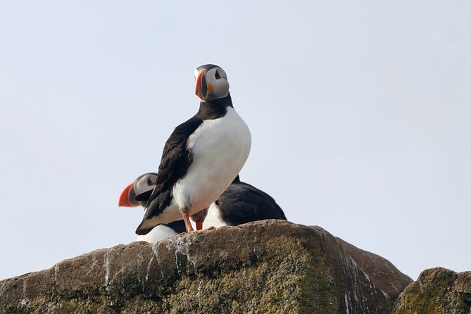 Classic Puffin Watching Cruise from Downtown Reykjavík - How the guides turn random birds into a story you can follow