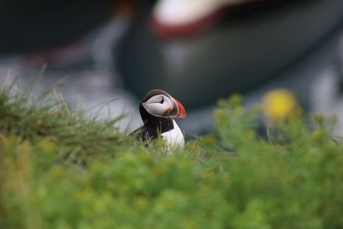 Classic Puffin Watching Cruise from Downtown Reykjavík - Binoculars, raincoats, and the little things that make it painless