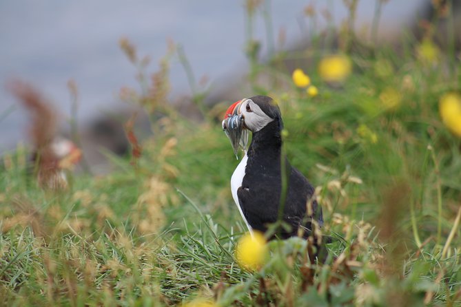 Classic Puffin Watching Cruise from Downtown Reykjavík - Weather, seasickness, and why timing can change your results