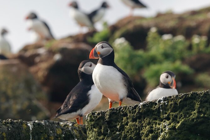 Classic Puffin Watching Cruise from Downtown Reykjavík - The puffin island stop: sailing close to Engey, Akurey, or Lundey