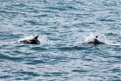 Deluxe Whale Watching and Whales of Iceland Exhibition Combo from Reykjavik