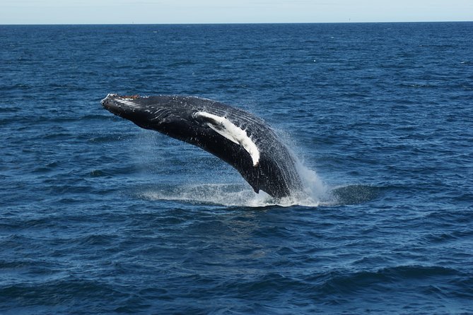 Deluxe Whale Watching and Whales of Iceland Exhibition Combo from Reykjavik - Tips to help you get the most out of the day