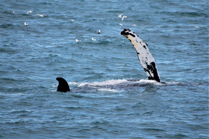 Deluxe Whale Watching and Whales of Iceland Exhibition Combo from Reykjavik - Should you book the Deluxe Whale Watching and Whales of Iceland combo?
