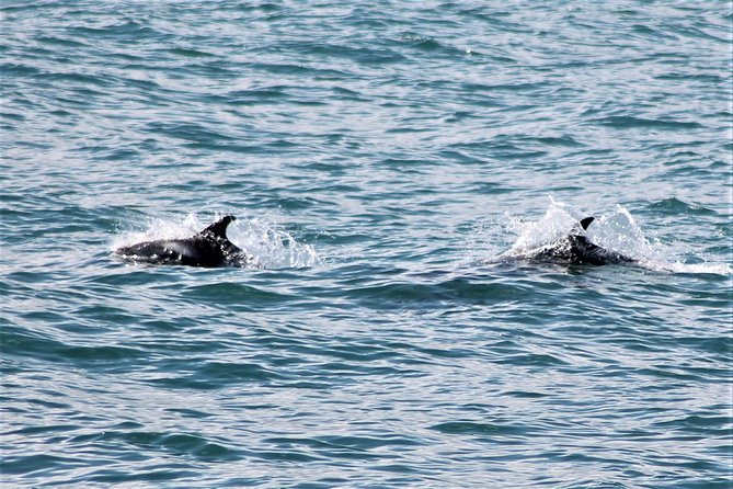 Deluxe Whale Watching and Whales of Iceland Exhibition Combo from Reykjavik - The 3 hour 30 minute flow, what happens on the water and on land