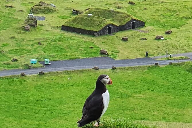 Eyjascooter Puffin Tour in Iceland - Key Highlights You’ll Actually Care About