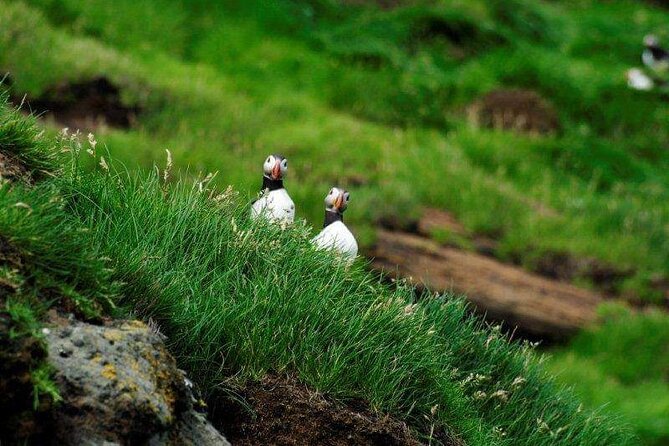 Eyjascooter Puffin Tour in Iceland - Puffin Viewing: Real Expectations, Best Timing, and Photo Strategy