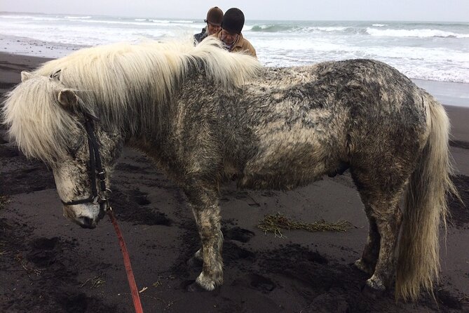 Family Horse Riding Tour in Thorlakshofn - Small-group value: why max 12 travelers feels better than bigger tours