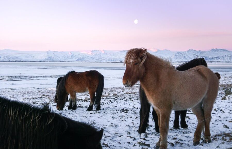 From Reykjavik: 6-Day Icelandic Ring Road Tour - Day 6: Grábrók Crater Hike, Deildartunguhver Hot Spring, Barnafoss and Hraunfossar, plus Reykholt