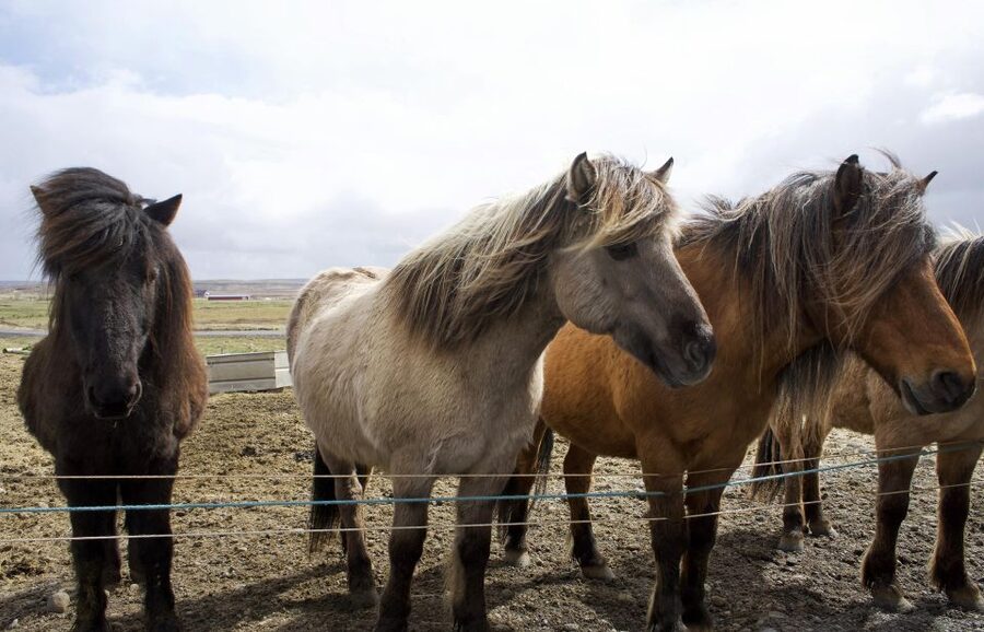 From Reykjavik: 6-Day Icelandic Ring Road Tour - Day 1: Golden Circle Geysers, Seljalandsfoss and Skógafoss, and Reynisfjara Basalt Drama