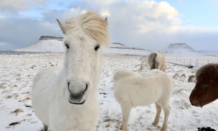 From Reykjavík: Full-day Golden Circle & Horse Riding Tour - Key highlights that make this day trip worth it