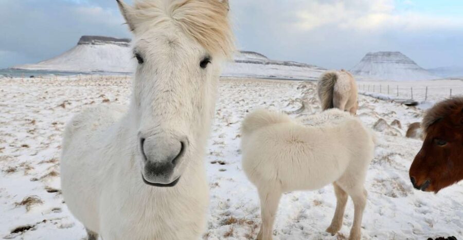 From Reykjavík: Full-day Golden Circle & Horse Riding Tour - Transition to the Golden Circle: the bus portion is efficient, but manage your expectations