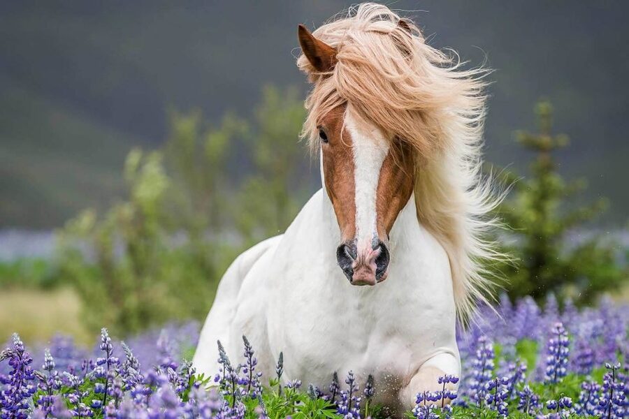 From Reykjavik: Full-Day Horse Riding & Golden Circle Tour - Þingvellir National Park: where history and geology get close