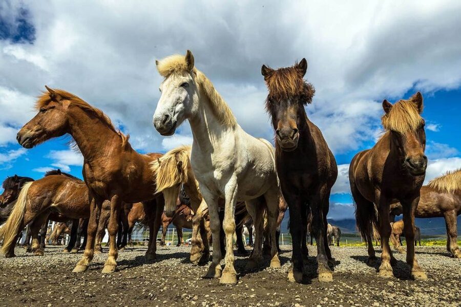 From Reykjavik: Full-Day Horse Riding & Golden Circle Tour - Who should book this horseback and Golden Circle day trip