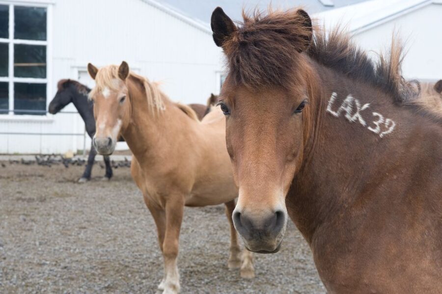 From Reykjavik: Full-Day Horse Riding & Golden Circle Tour - Quick reality check: the best mindset for a packed day