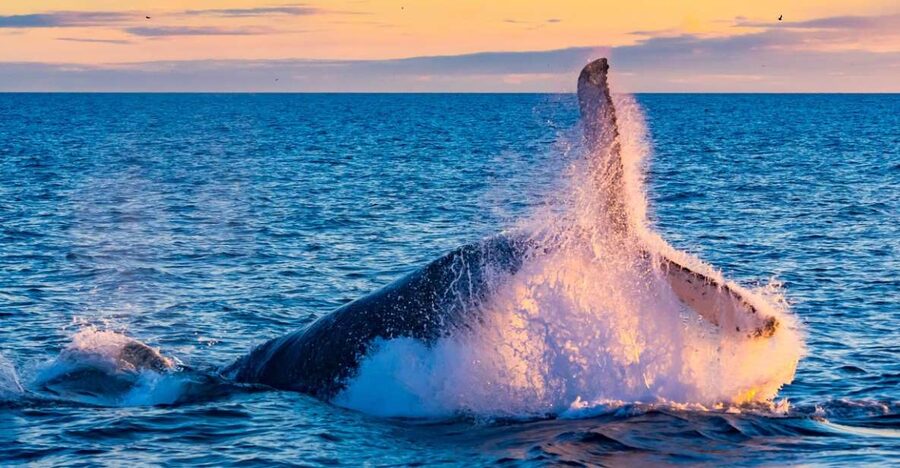 From Reykjavik: Full Day Whale Watching & Golden Circle Tour - Whale watching plus the Golden Circle in one day, the big idea