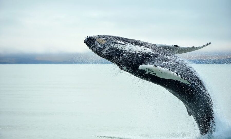 From Reykjavik: Full Day Whale Watching & Golden Circle Tour - What you might see, and what happens if you do not