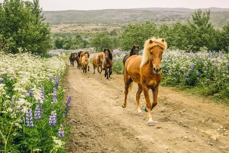 From Reykjavík: Icelandic Horse Riding Tour in Lava Fields - Íshestar Riding Tours: the stables that make this easy