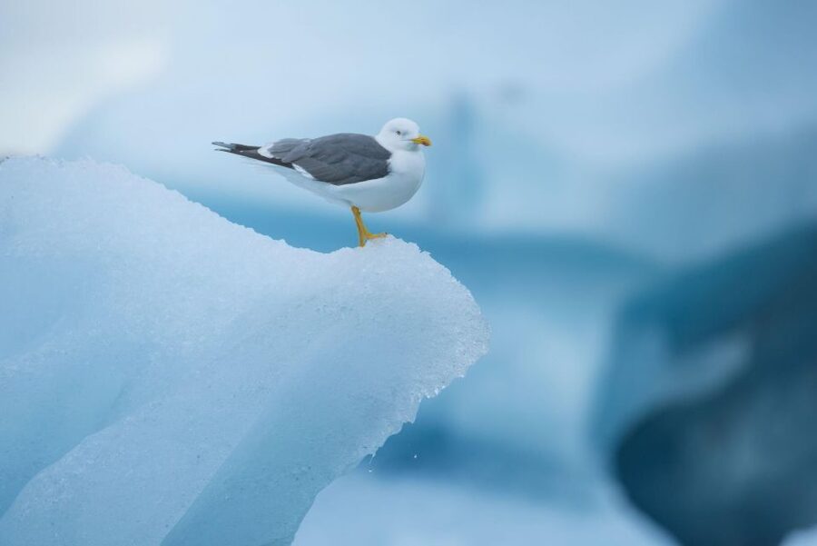 From Reykjavik: Jökulsárlón Glacier Lagoon and Diamond Beach - Key highlights