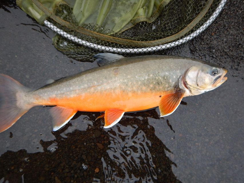 From Reykjavik: Lake and River Fishing Tour - How the guide support turns a good day into a catch day