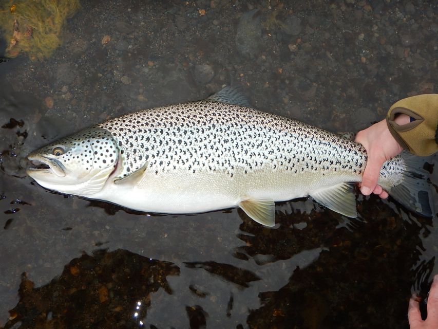 From Reykjavik: Lake and River Fishing Tour - Price and value, $766 per person, and what you are really buying