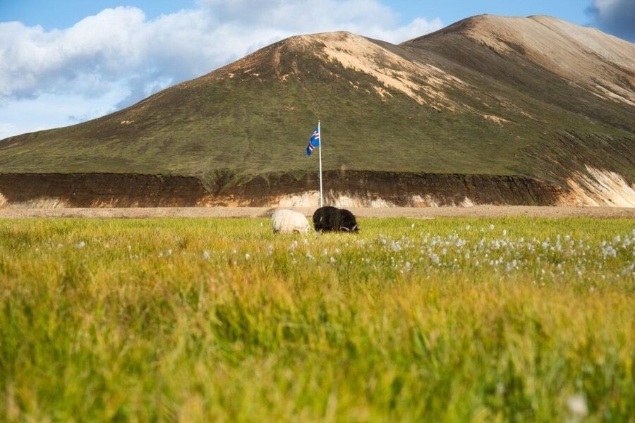 From Reykjavík: Landmannalaugar Day Hike - FAQ