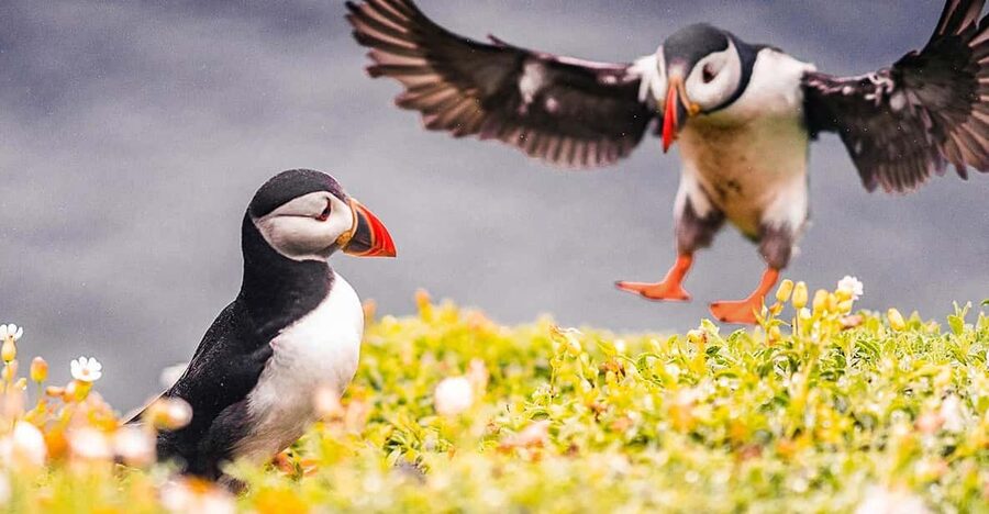 From Reykjavik: Puffin and Volcano Tour in Westman Islands - Quick, Practical Highlights Before You Go