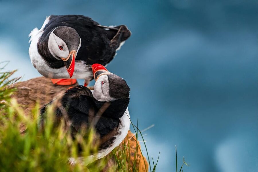 From Reykjavik: Puffin and Volcano Tour in Westman Islands - Price and Value, What $272 Gets You in Real Terms