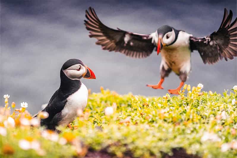 From Reykjavik: Puffin and Volcano Tour in Westman Islands - Elephant Rock (Halldórsskora) and Stórhöfði Cape Puffin Watching