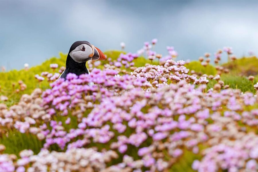 From Reykjavik: Puffin and Volcano Tour in Westman Islands - Eldheimar Museum, the 1973 Eruption Story That Makes Eldfell Make Sense