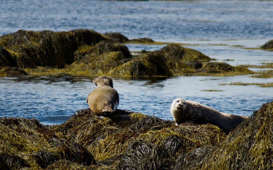 From Reykjavik: Snaefellsnes National Park - Small Group - Key Highlights You’ll Actually Feel During the Day