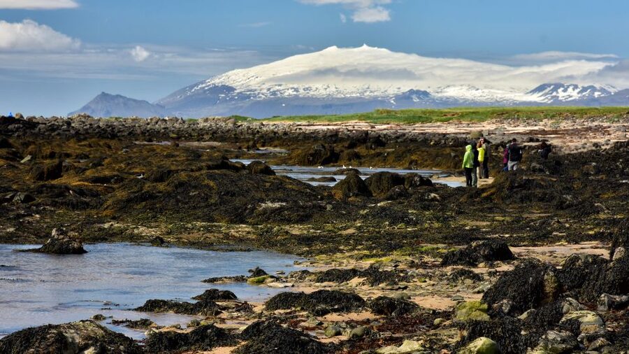 From Reykjavik: Snaefellsnes National Park - Small Group - Arnarstapi and Hellnar: Coastal Cliffs, Sea Birds, and a Real Lunch Window