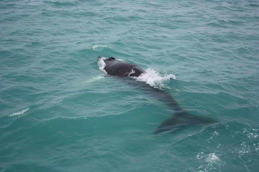 From Reykjavik: Whale Watching Tour - Key takeaways before you book