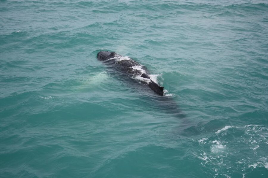 From Reykjavik: Whale Watching Tour - FAQ