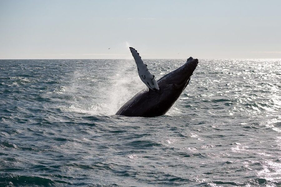 From Reykjavik: Whale Watching Tour - Meeting at Geirsgata 11: what happens before you ever hit the water