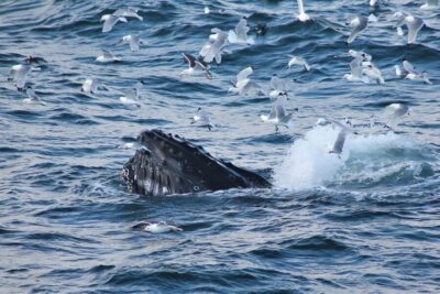Whale Watching Tour