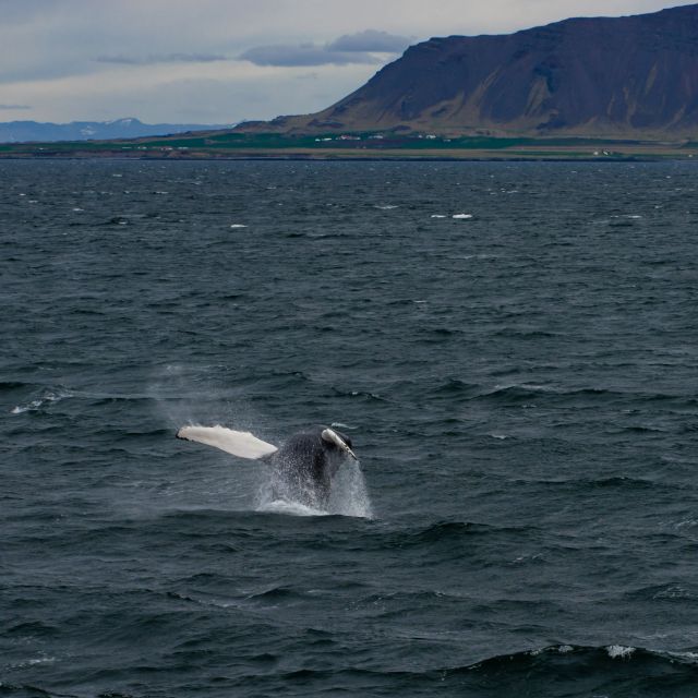 From Reykjavik: Whale Watching Tour - Who this whale-watching tour suits best