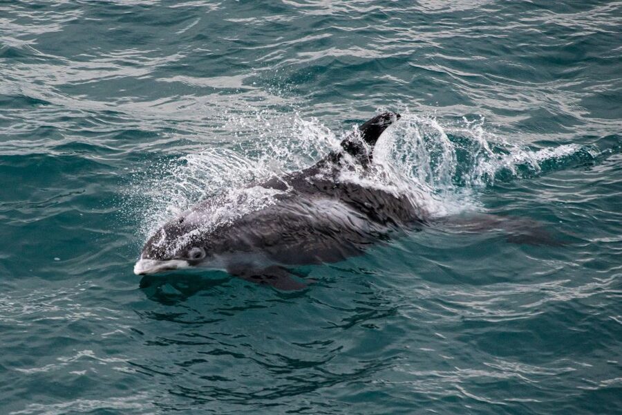 From Reykjavik: Whale Watching Tour - Quick decision guide: should you book this Reykjavik whale watching tour?