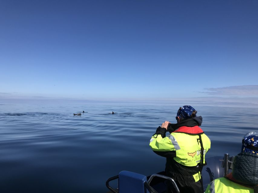 From Reykjavik: Whale Watching Tour by Speedboat - Who This Tour Suits Best, and Who Might Want a Different Day